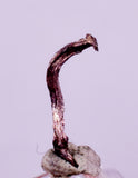 0.9cms NATIVE SILVER WIRE PERU UCHUCCHACUA MINE MINERAL SPECIMEN HB364