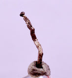 0.9cms NATIVE SILVER WIRE PERU UCHUCCHACUA MINE MINERAL SPECIMEN HB366a)