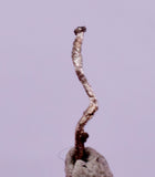 0.9cms NATIVE SILVER WIRE PERU UCHUCCHACUA MINE MINERAL SPECIMEN HB366a)