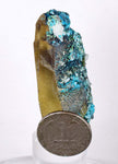 6.1cms  QUARTZ CHRYSOCOLLA TENTADORA Mine Peru Grape Botryoidal Stalactite Crystals Rare Ajoite (?)Mineral Specimen Collectors ce811
