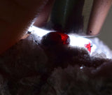 3.4cm PROUSTITE RUBY SILVER Red Crystals Rhodochrosite Mangano Calcite Pyrargyrite Galena Mineral Peru HE175