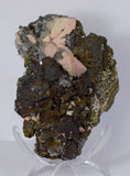 11cms GEM RHODOCHROSITE ROSETTE pyrite quartz crystals mineral specimen R437