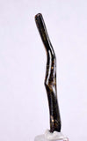 4.9cms GOLDEN BLACK CORAL Polished Peru Natural Branch Sea Genuine for Pendant Beads Jewelry Cabochon VE75