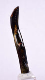 4.9cms GOLDEN BLACK CORAL Polished Peru Natural Branch Sea Genuine for Pendant Beads Jewelry Cabochon VE75