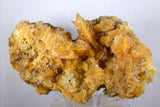 14cms GOLDEN SELENITE CRYSTALS Cluster Fish Tail Peru Yellow Gypsum Mineral Specimen T338