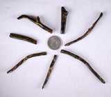 Lot 7 GOLDEN BLACK CORALS Polished Peru Natural Branch Sea Genuine for Pendant Beads Jewelry Cabochon VE77