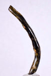 6.1cms GOLDEN BLACK CORAL Polished Peru Natural Branch Sea Genuine for Pendant Beads Jewelry Cabochon VE58