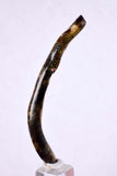 6.1cms GOLDEN BLACK CORAL Polished Peru Natural Branch Sea Genuine for Pendant Beads Jewelry Cabochon VE58