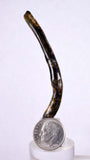 6.1cms GOLDEN BLACK CORAL Polished Peru Natural Branch Sea Genuine for Pendant Beads Jewelry Cabochon VE58