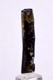 3.7cms GOLDEN BLACK CORAL Polished Peru Natural Branch Sea Genuine for Pendant Beads Jewelry Cabochon VE70