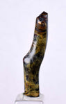 3.5cms GOLDEN BLACK CORAL Polished Peru Natural Branch Sea Genuine for Pendant Beads Jewelry Cabochon VE74