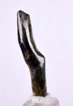 3.5cms GOLDEN BLACK CORAL Polished Peru Natural Branch Sea Genuine for Pendant Beads Jewelry Cabochon VE74