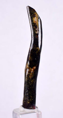 4.9cms GOLDEN BLACK CORAL Polished Peru Natural Branch Sea Genuine for Pendant Beads Jewelry Cabochon VE75