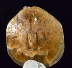 4cms SELENITE DOLLAR BATMAN S Y M B O L Inside Peru Coin Floater Crystal Golden Gypsum Suiseki Translucent Premium Mineral Specimen T374
