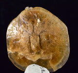 4cms SELENITE DOLLAR BATMAN S Y M B O L Inside Peru Coin Floater Crystal Golden Gypsum Suiseki Translucent Premium Mineral Specimen T374