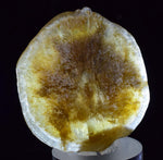 4cms SELENITE DOLLAR BATMAN S Y M B O L Inside Peru Coin Floater Crystal Golden Gypsum Suiseki Translucent Premium Mineral Specimen T374