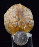 4cms SELENITE DOLLAR BATMAN S Y M B O L Inside Peru Coin Floater Crystal Golden Gypsum Suiseki Translucent Premium Mineral Specimen T374