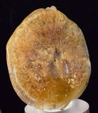 4cms SELENITE DOLLAR BATMAN S Y M B O L Inside Peru Coin Floater Crystal Golden Gypsum Suiseki Translucent Premium Mineral Specimen T374