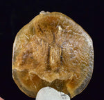 4cms SELENITE DOLLAR BATMAN S Y M B O L Inside Peru Coin Floater Crystal Golden Gypsum Suiseki Translucent Premium Mineral Specimen T374