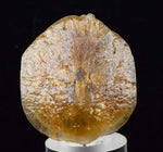 4cms SELENITE DOLLAR BATMAN S Y M B O L Inside Peru Coin Floater Crystal Golden Gypsum Suiseki Translucent Premium Mineral Specimen T374