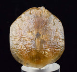 4cms SELENITE DOLLAR BATMAN S Y M B O L Inside Peru Coin Floater Crystal Golden Gypsum Suiseki Translucent Premium Mineral Specimen T374