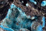 4.5cms CHRYSOCOLLA GRAPE BOTRYOIDAL Crystals Blue Shattuckite Turquoise Ajoite ? Color Stalactite ce890