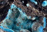 4.5cms CHRYSOCOLLA GRAPE BOTRYOIDAL Crystals Blue Shattuckite Turquoise Ajoite ? Color Stalactite ce890