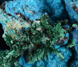 5.1cms CHRYSOCOLLA GRAPE BOTRYOIDAL Crystals Blue Shattuckite Turquoise Ajoite ? Color Stalactite ce932