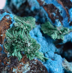 5.1cms CHRYSOCOLLA GRAPE BOTRYOIDAL Crystals Blue Shattuckite Turquoise Ajoite ? Color Stalactite ce932