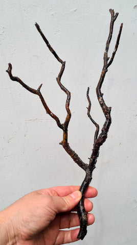 34cms GOLDEN BLACK CORAL Natural Branch Sea Genuine for Pendant Beads Jewelry Cabochon Peru ve80