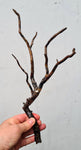 34cms GOLDEN BLACK CORAL Natural Branch Sea Genuine for Pendant Beads Jewelry Cabochon Peru ve80