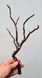 34cms GOLDEN BLACK CORAL Natural Branch Sea Genuine for Pendant Beads Jewelry Cabochon Peru ve80