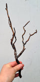34cms GOLDEN BLACK CORAL Natural Branch Sea Genuine for Pendant Beads Jewelry Cabochon Peru ve80