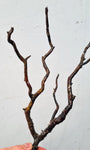 34cms GOLDEN BLACK CORAL Natural Branch Sea Genuine for Pendant Beads Jewelry Cabochon Peru ve80