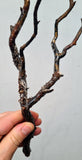 34cms GOLDEN BLACK CORAL Natural Branch Sea Genuine for Pendant Beads Jewelry Cabochon Peru ve80