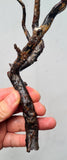 34cms GOLDEN BLACK CORAL Natural Branch Sea Genuine for Pendant Beads Jewelry Cabochon Peru ve80