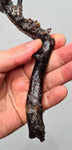 34cms GOLDEN BLACK CORAL Natural Branch Sea Genuine for Pendant Beads Jewelry Cabochon Peru ve80
