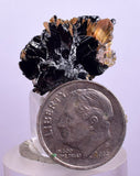 2.1cms GOLDEN RUTILE HEMATITE Spray Needles Crystals Titanium Bahia Brazil Mineral Spacimen  X12