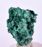 2.8cms MALACHITE CRYSTALS CONGO Mindingi Mine Super Shiny Mineral Specimen U506