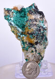 7cms GEM BROCHANTITE MICRO Crystals Linarite Inca De Oro Chile Miniature Mineral Specimen Z22