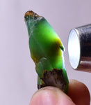 55Grams Lot GEM SILICA CHRYSOCOLLA Multicolor Chalcedony Emerald Jade Color Lily Mine S88