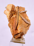 3.8cm BARITE CRYSTALS Peru Translucent Mineral Specimen F392