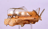 3.8cm BARITE CRYSTALS Peru Translucent Mineral Specimen F392