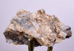 6.4cms PROUSTITE RUBY SILVER Crystals Uchucchacua Mine Peru Mineral Specimen H288