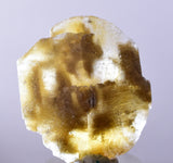 3.6cms SELENITE DOLLAR CRYSTAL Peru Coin Golden Gypsum Suiseki Translucent Premium Mineral Specimen T398