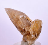 3.7cms SELENITE DOLLAR CRYSTAL Peru Coin Golden Gypsum Suiseki Translucent Premium Mineral Specimen T399