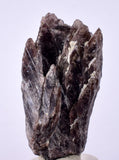 5cms GEM AXINITE CRYSTALS  Shiny Peru Mineral Specimen Collectors A547