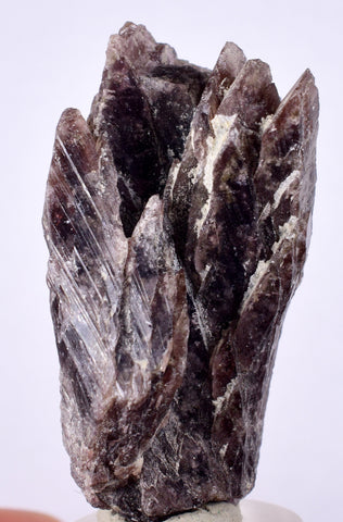 5cms GEM AXINITE CRYSTALS  Shiny Peru Mineral Specimen Collectors A547