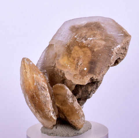 3.7cms SELENITE DOLLAR CRYSTAL Peru Coin Golden Gypsum Suiseki Translucent Premium Mineral Specimen T399