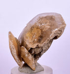 3.7cms SELENITE DOLLAR CRYSTAL Peru Coin Golden Gypsum Suiseki Translucent Premium Mineral Specimen T399